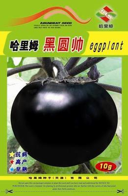 供应黑圆帅与哈里姆种子，天津市中国蔬菜网产品库网罗天下好茄种